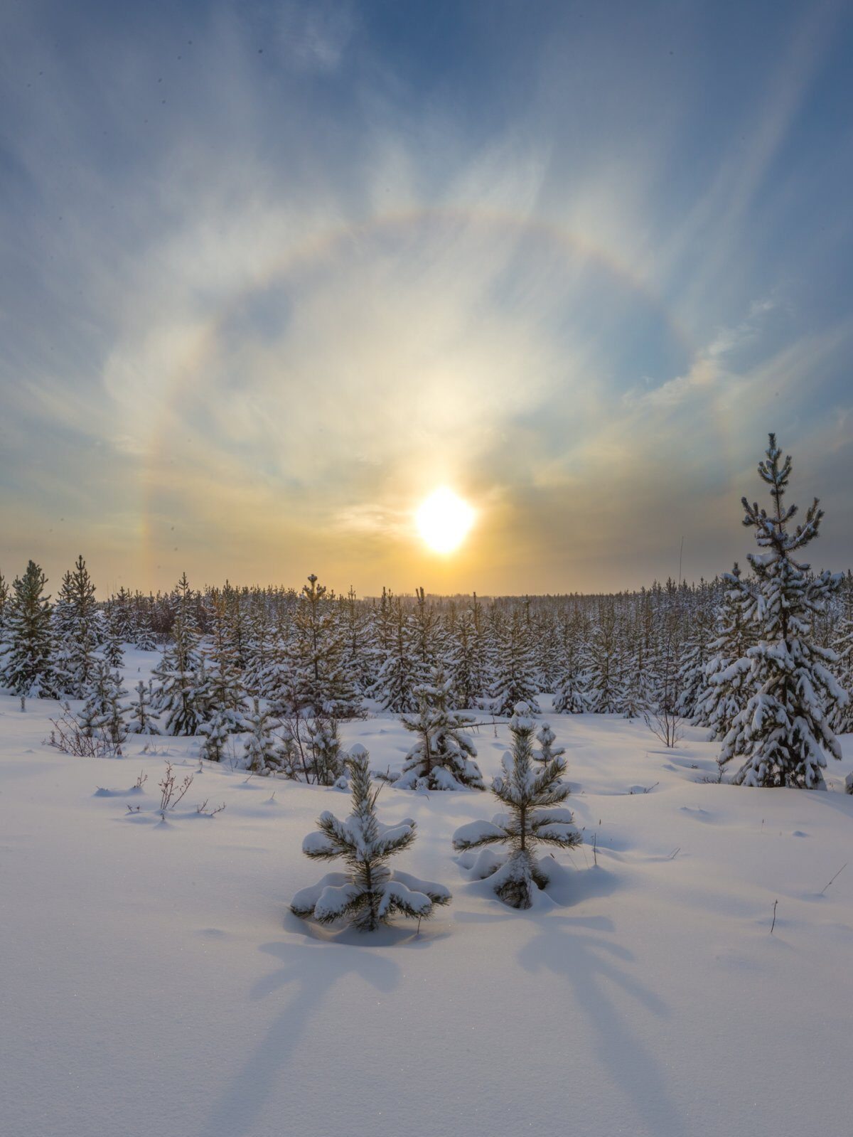 how often do sun dogs occur